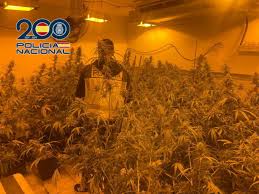 Imagen de Policía Nacional, Guardia Civil y Agencia Tributaria desmantelan 40 plantaciones de marihuana en la localidad de Marinaleda