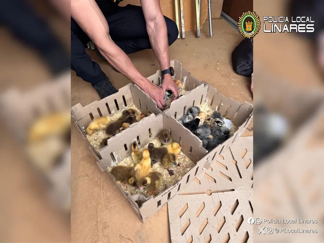 Imagen de Intervenida una venta ilegal de animales en el mercadillo extraordinario de Linares